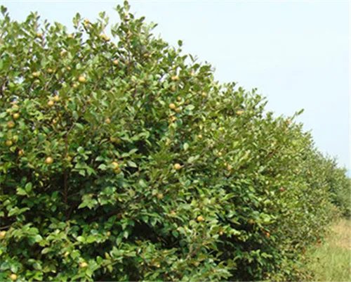 茶油树长什么样 茶油树种植几年能结果