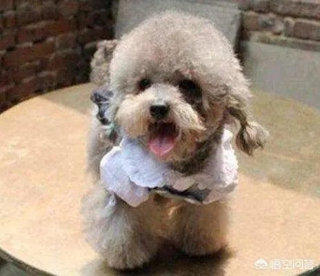 幼犬喂养方法?