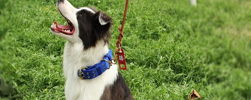 边境牧羊犬如何训练才能有好效果 训练边境牧羊犬要注意什么