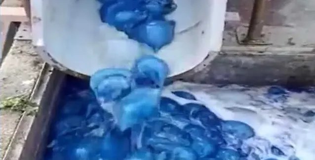 以色列发电站出现数千只蓝色水母是怎么回事?