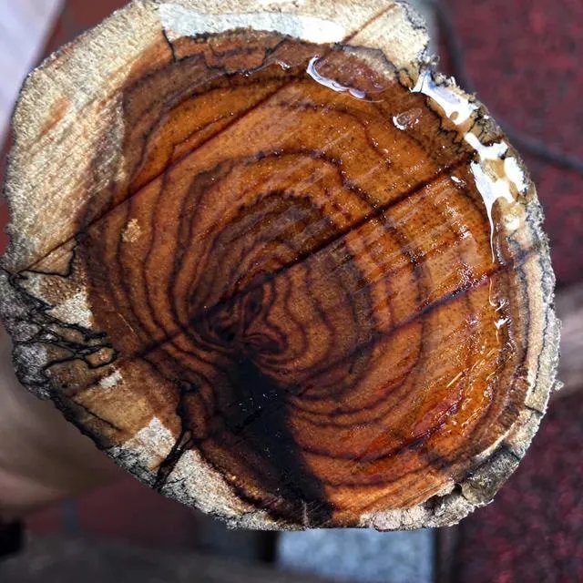 全球十大最名贵木材有哪些?