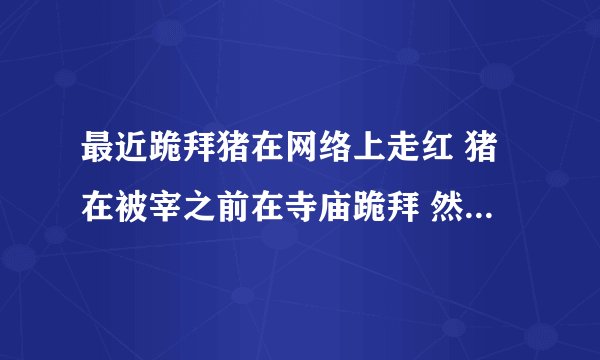 最近跪拜猪在网络上走红 猪在被宰之前在寺庙跪拜 然后当天晚上就被送去屠宰场 专家说这只是巧合