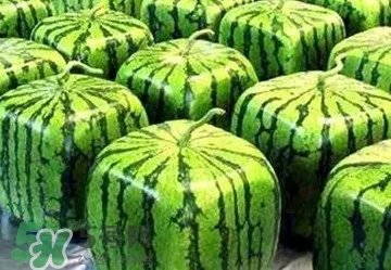 方形西瓜多少钱一斤2017? 方形西瓜模具一个多少钱