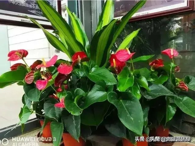 邻居奶奶经常把自己吃不了的蔬菜送给我们吃，我应该怎么拒绝？