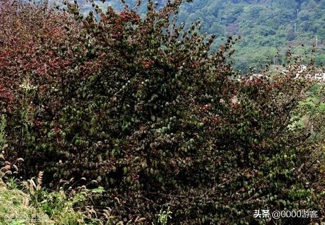 七井山