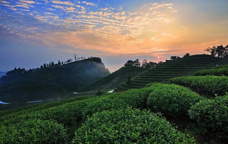 耀舜金叶茶哪里有卖?