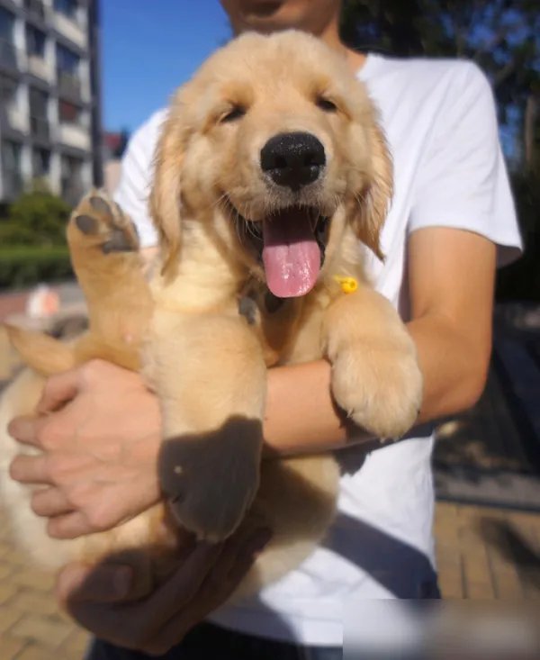 三个月的金毛犬有多大?求照片，求好心人