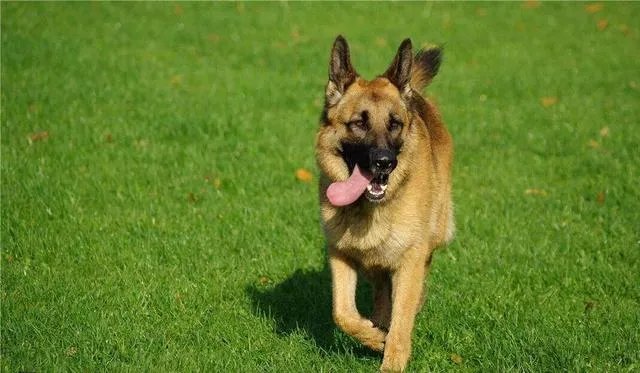 德国牧羊犬幼犬多少钱一只?