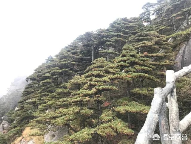 驴友独自登黄山探险,踩空滑落悬崖边, 你怎么看?