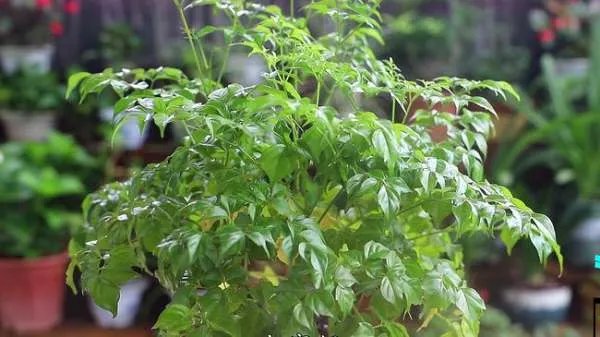 贵州一饭店门口水泥地面长出近3米高“辣椒树”,菜苗的生命力有多旺盛?