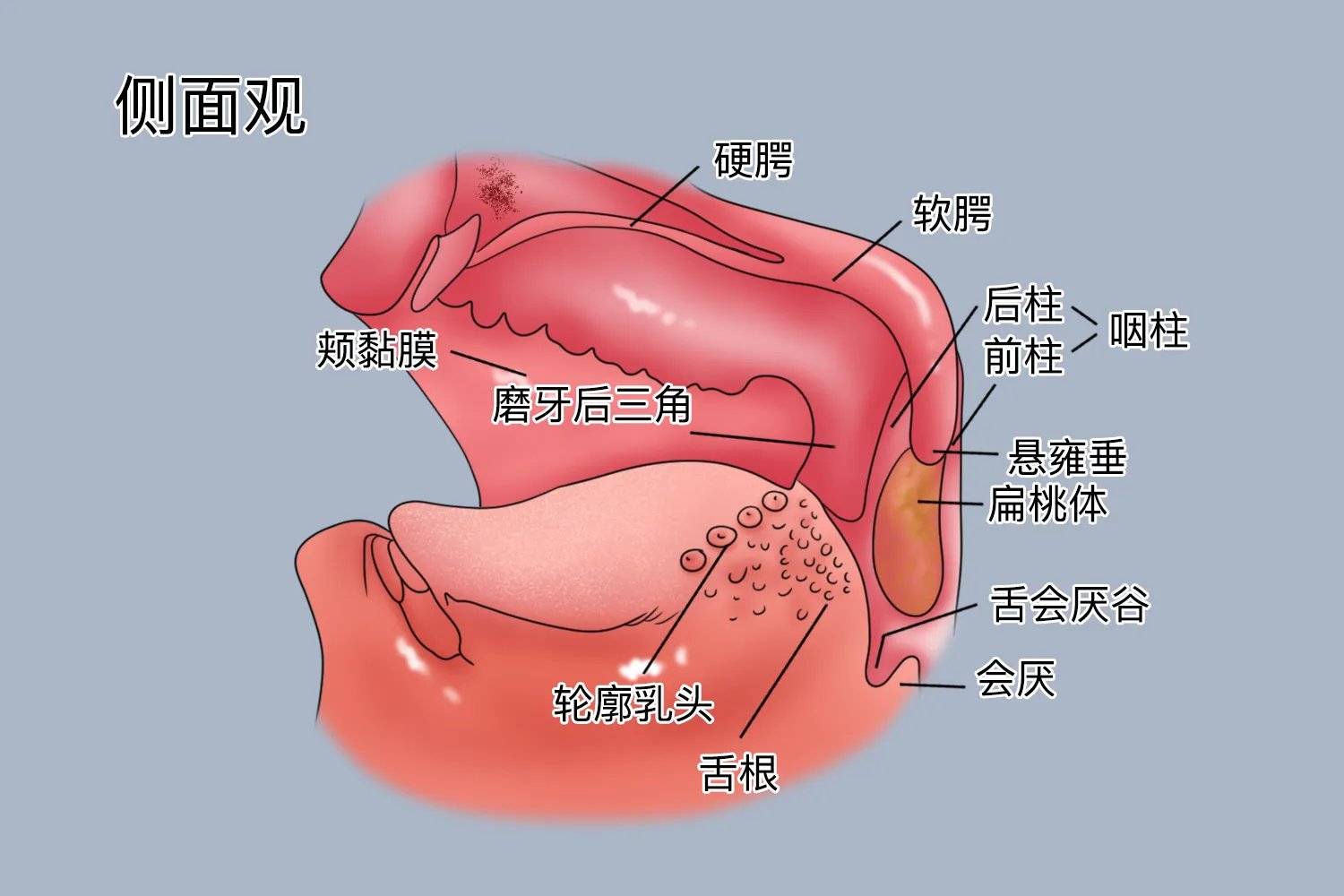 口腔图解内部结构