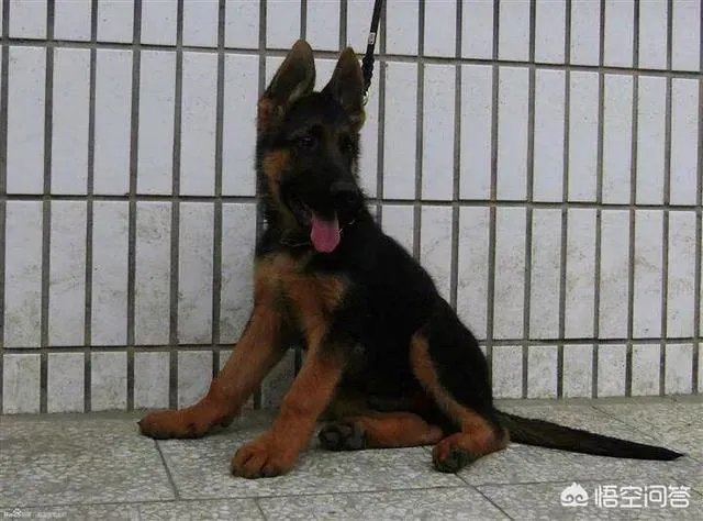 德国牧羊犬幼犬多少钱一只?