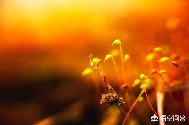 上联:晴空朗月惊雷,下联怎么对?
