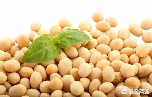 2018年黑龙江的大豆收购价格怎么样？