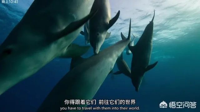 《蓝色星球第二季》里海豚游泳是不是类似于裸眼3d?