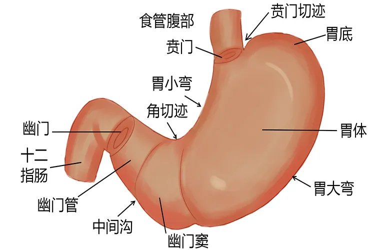 胃部解剖图详细图