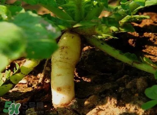 头伏萝卜二伏菜是什么意思?头伏种什么菜?