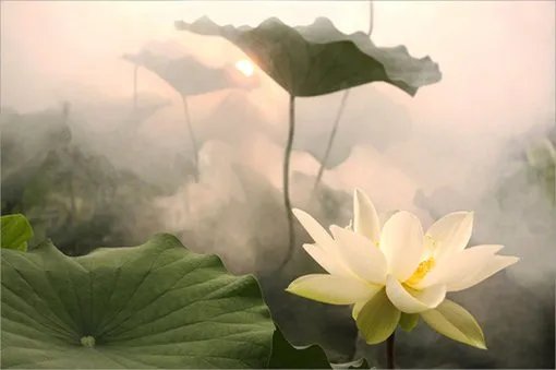 春来花自青秋至叶飘零无穷般若自在心语默动静体自然什么意思请指教
