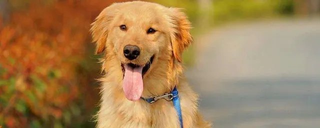 金毛犬的饲养