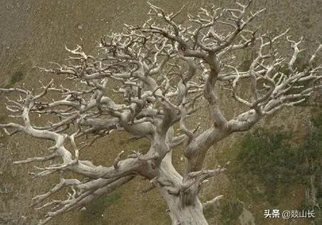 全球十大最名贵木材有哪些?