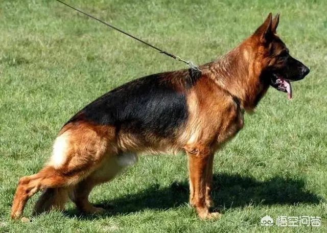 德国牧羊犬幼犬多少钱一只?
