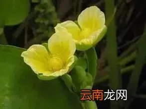 最美的35种水生植物花卉,好美!