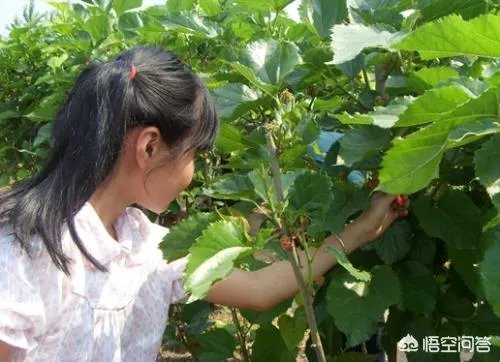现实版开心农场经营要点是什么?