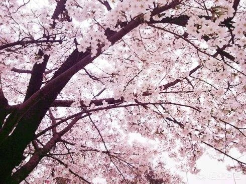 2019中国大学排名已经出炉,你对武汉大学排名第八怎么看?