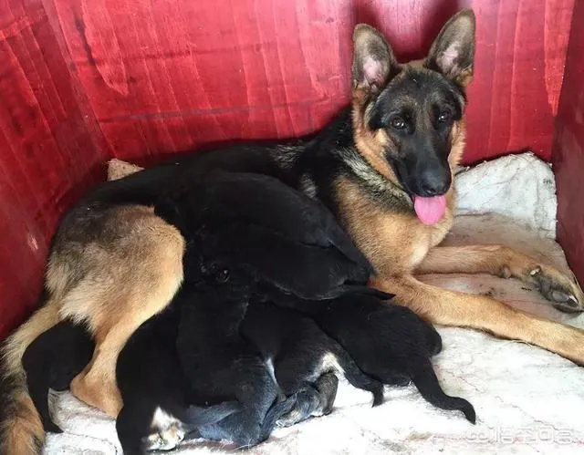 德国牧羊犬幼犬多少钱一只?