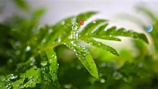 2020年谷雨是几月几号？