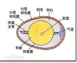 小鸡是由鸡蛋哪个部分发育成的