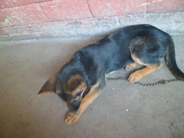德国牧羊犬幼犬多少钱一只?