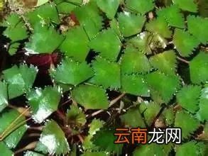 最美的35种水生植物花卉,好美!