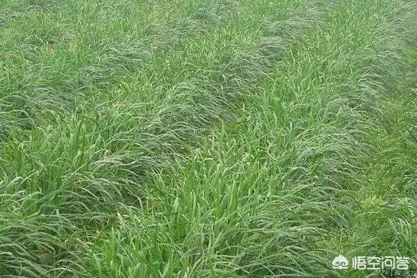 韭菜疫病有什么危害?怎样防治?