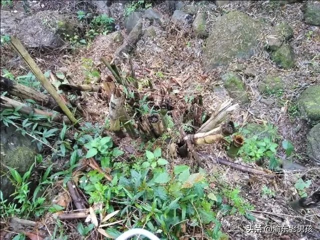 农户在集体荒地上种植竹子,成林后被偷砍且挖掉,能得到赔偿吗?有何依据?