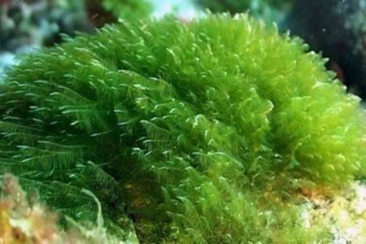 螺旋藻图片