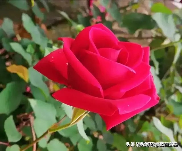 邻居奶奶经常把自己吃不了的蔬菜送给我们吃,我应该怎么拒绝?