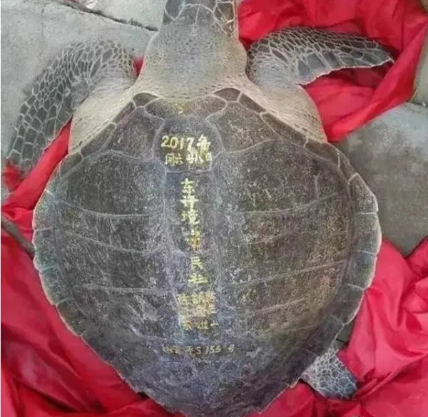 渔民捕百斤大海龟放生了吗?