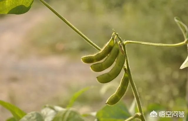 2018年黑龙江的大豆收购价格怎么样？