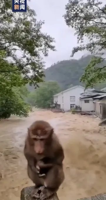 武夷山暴雨中猴子蹲桥上避险，它看起来好害怕呀