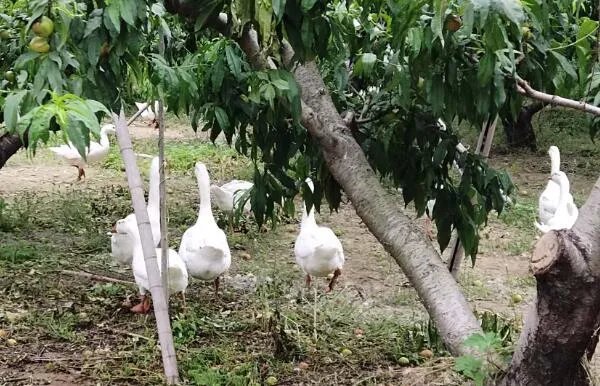 两鹅别离吻成网红:两只鹅在情人节离别,亲吻照令人感动