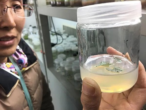 黄连遭非法采挖专家采取了什么办法挽救?
