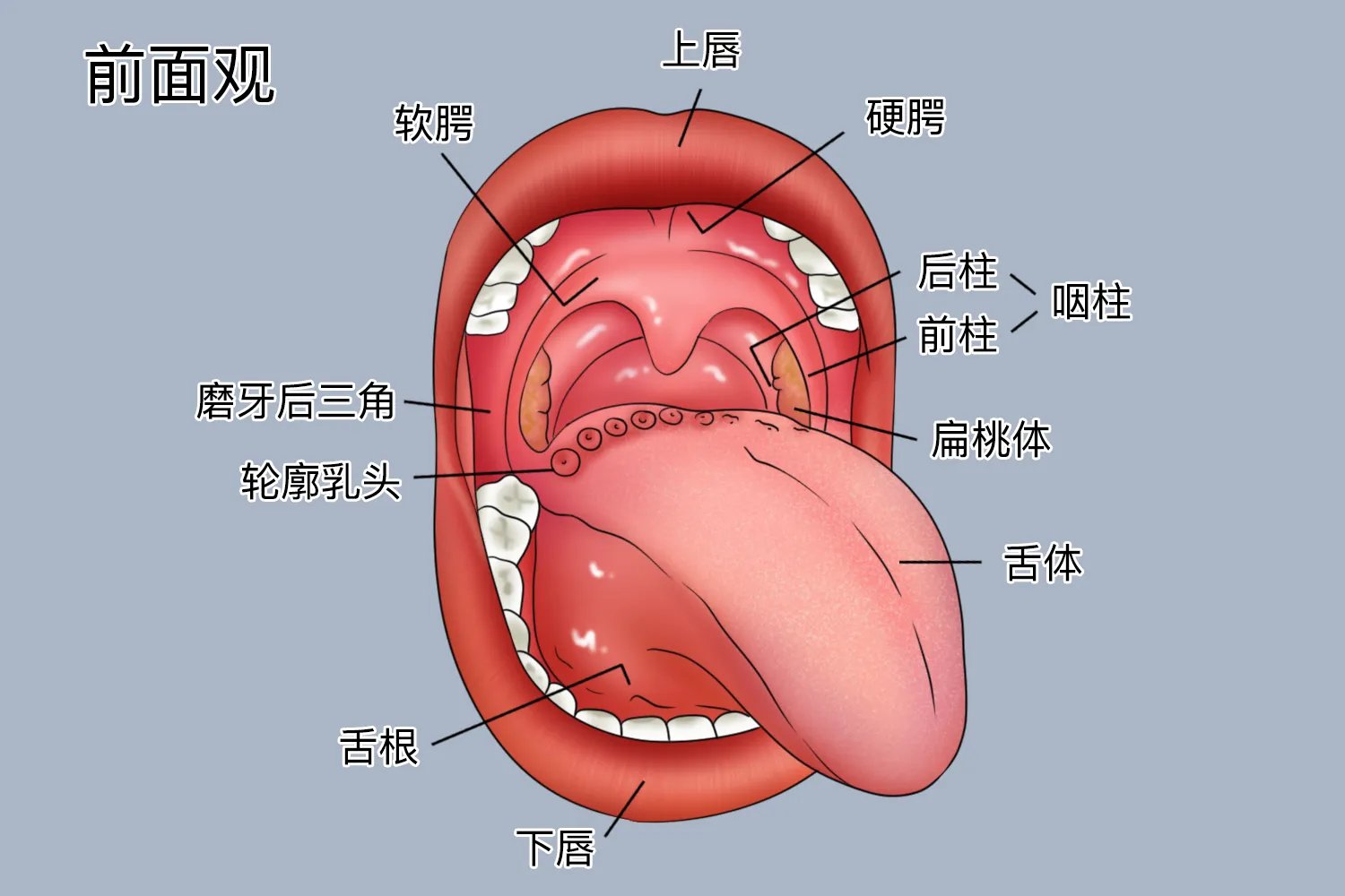 口腔图解内部结构