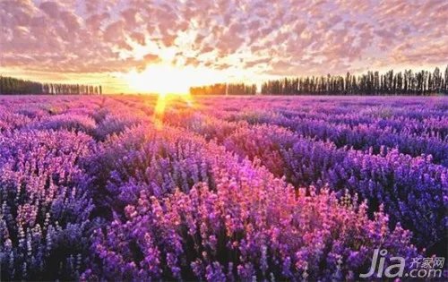薰衣草精油怎么样?薰衣草精油怎么用?