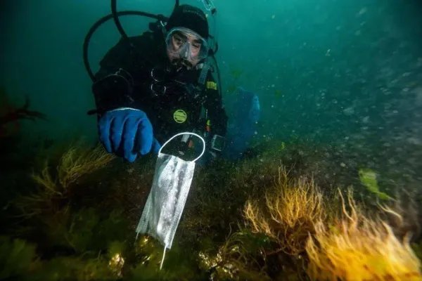 去年超15亿只废弃口罩流入海洋，给海洋生物造成了怎样的毁灭性伤害？