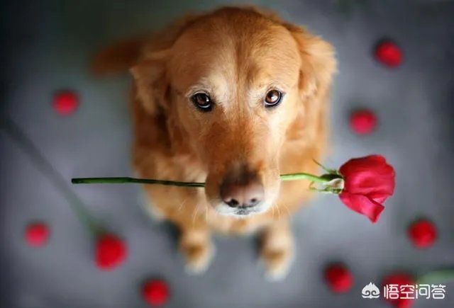 狗真的会在危险时刻保护人吗?