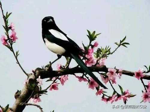 二月二龙抬头有什么美丽诗词?