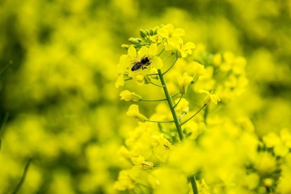 儿童急走追黄蝶 飞入菜花无处寻什么意思