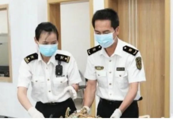 海关查获鹿筋鹿尾将怎么处理?