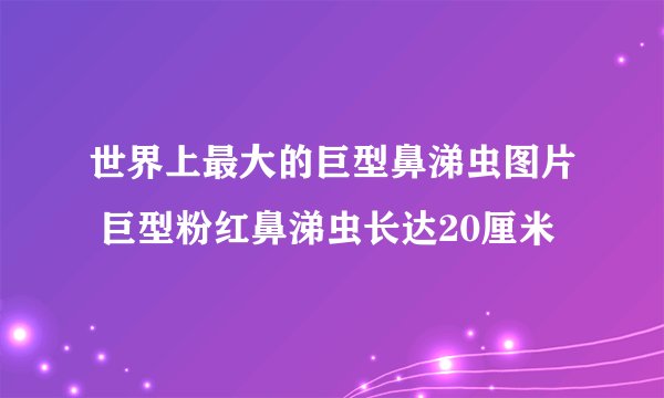 世界上最大的巨型鼻涕虫图片 巨型粉红鼻涕虫长达20厘米